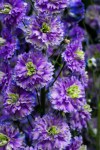 Blueberry_Pie_mm (1)